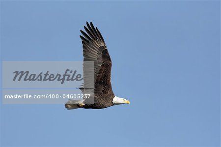 Adult Bald Eagle (haliaeetus leucocephalus) in flight against a blue sky