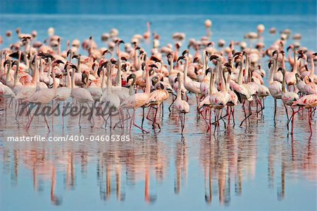 Flamingos at Lake Nakuru, Kenya.