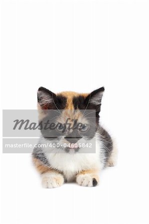 A kitten sits on a white background. Shallow DOF