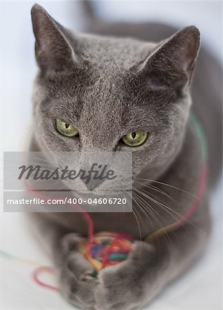 Cat Portrait, playing with colorful ball of wool, Closeup with very shallow depth of field