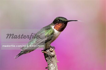 Male Ruby-throated Hummingbird (archilochus colubris) on a perch with a colorful flower background