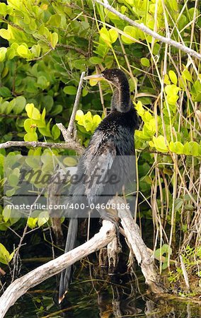 Anhinga commonly seen in the Florida Everglades