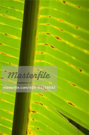 The abstract banana leaf green background