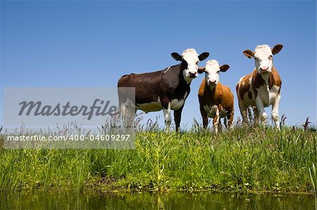 Dutch cows in the meadow