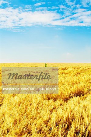 Ripe wheat field under blue sky