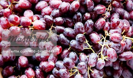 Healthy red Yaquti grapes on stems, great for wine