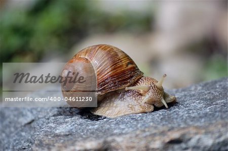 Snail is moving on a rock