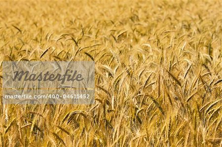 image of golden wheat field, natural background
