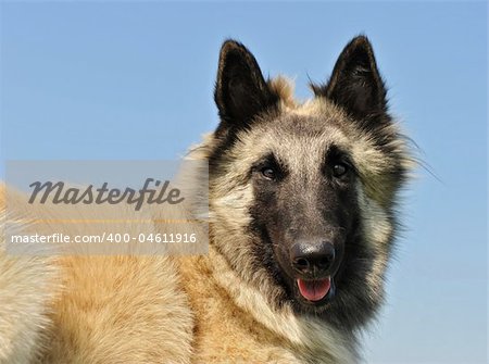 portrait of a purebred belgian shepherd tervuren