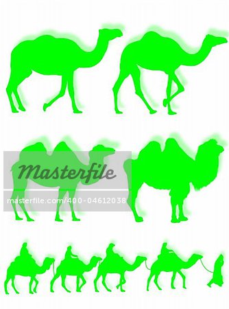 Camel and dromedary silhouettes in different poses and attitudes