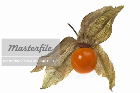 physalis fruit closeup isolated on white