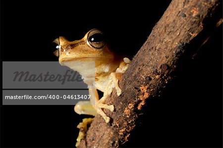 Tree frog in the bolivian rainforest staring into the night