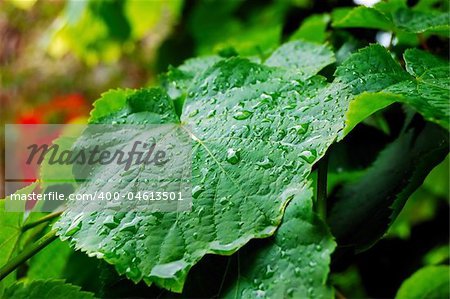 rain drops on the green leafs