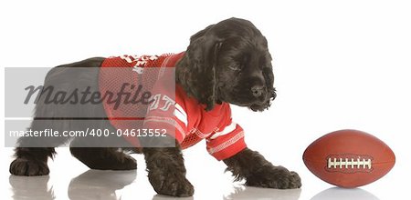 american cocker spaniel puppy dressed up playing football