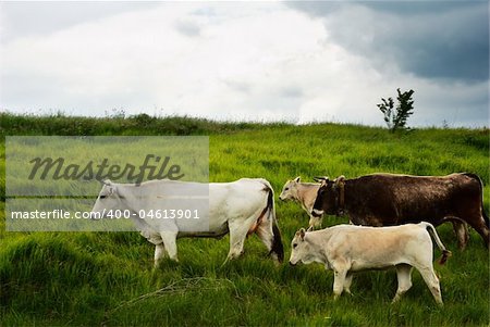 Cow migration trough green fields