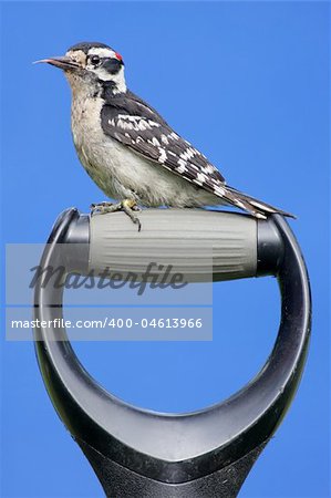 Juvenile Downy Woodpecker (Picoides pubescens) on a shovel handle with a blue background