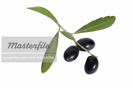 olives on branch isolated on white