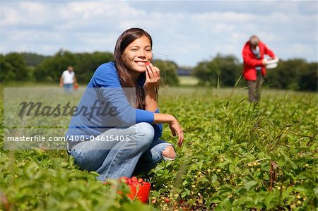 Beautiful woman eating a strawberry while gathering strawberries on a farm in Denmark.