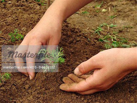 woman hands hoeing carrot sprouts on the vegetable bed