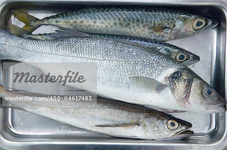 Sea bass, hake fish and mackerel fishes on stainless steel tray