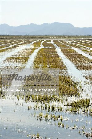 Growing rice fields in Spain. Sun water reflexion