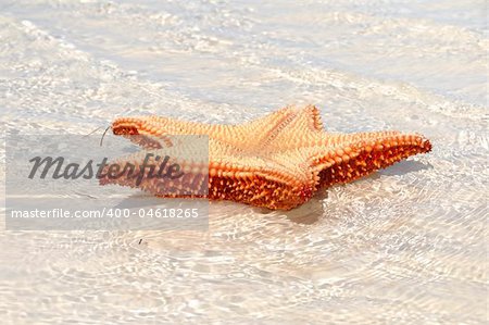 Detail of starfish on tropical cuban beach