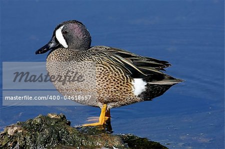 Blue-winged Teal (anas discors) against blue water in the Florida Everglades