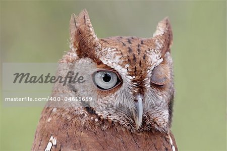 Close-up of an Eastern Screech-Owl (Megascops asio) winking with a green background