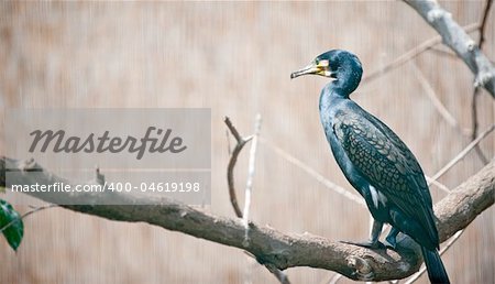 The darters or snake-birds are birds in the family Anhingidae