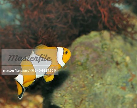 Fish - the clown. A colourful tropical fish under water