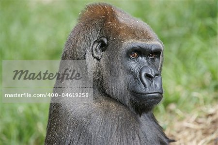 Western Lowland Gorillas in the wild