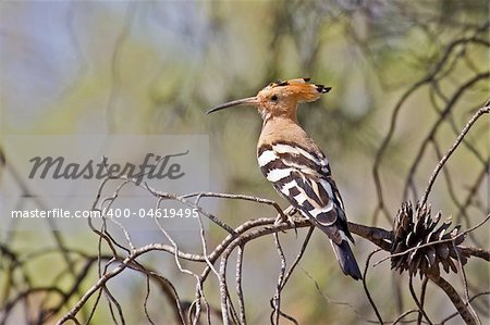 A Eurasian Hoopoe sitting on a branch of a pine-tree