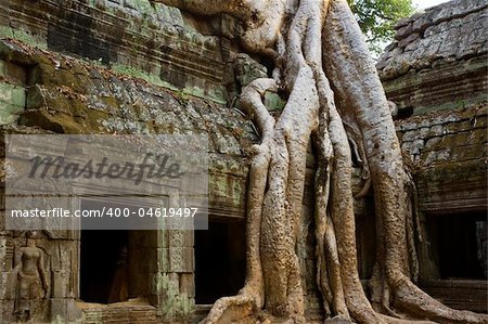 Ficus Strangulosa tree growing over a doorway in the ancient ruins of Ta Prohm at the Angkor Wat site in Cambodia