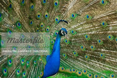 beautiful male peacock with its colorful tail feathers spread