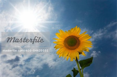sunflower under a blue sky / summer