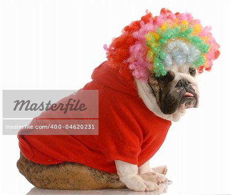 english bulldog dressed up as a clown