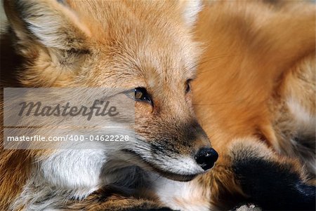 Close-up portrait of a beautiful wild Red Fox