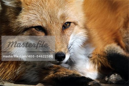 Close-up portrait of a beautiful wild Red Fox