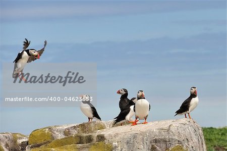 A puffin about to land on a rock while other puffins watch. Farne Islands - North East England