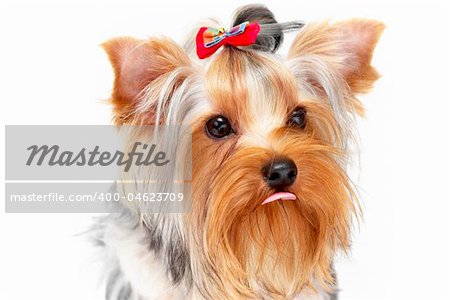 Yorkshire Terrier portrait isolated on white background