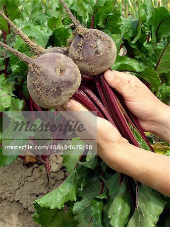 hands with some fresh beetroots with tops