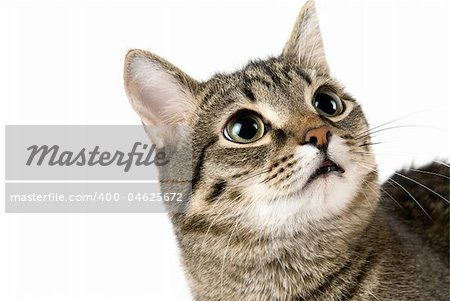 Close up portrait of Cat on white