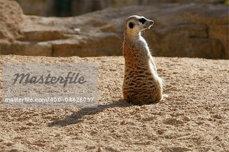 Madagascar Suricata on a golden orange clay landscape