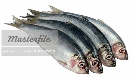 Fresh raw herring isolated on white