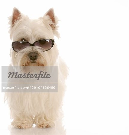 west highland white terrier wearing cool sunglasses on white background