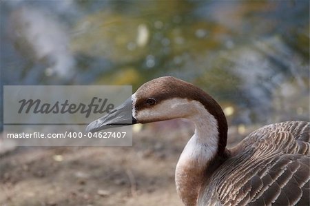 Brown duck is sitting near with the pond