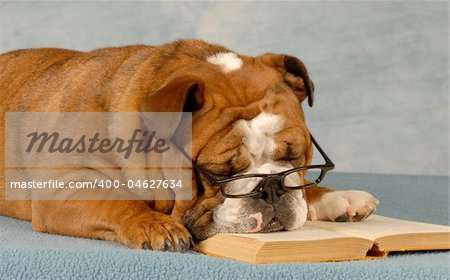 english bulldog sleeping with reading glasses and a novel