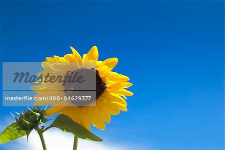 Sunflower in the sky with bee