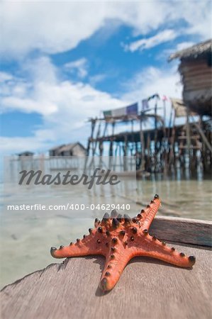 Starfish sits on sand infront of sea gypsies makeshift