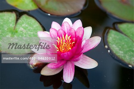 beautiful exotic flower for background